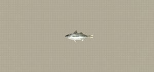mackerel-nier